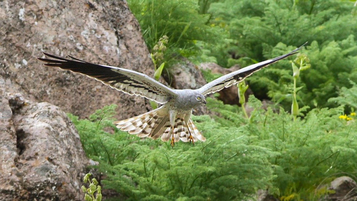 Montagu's Harrier - Emrah Kayhan