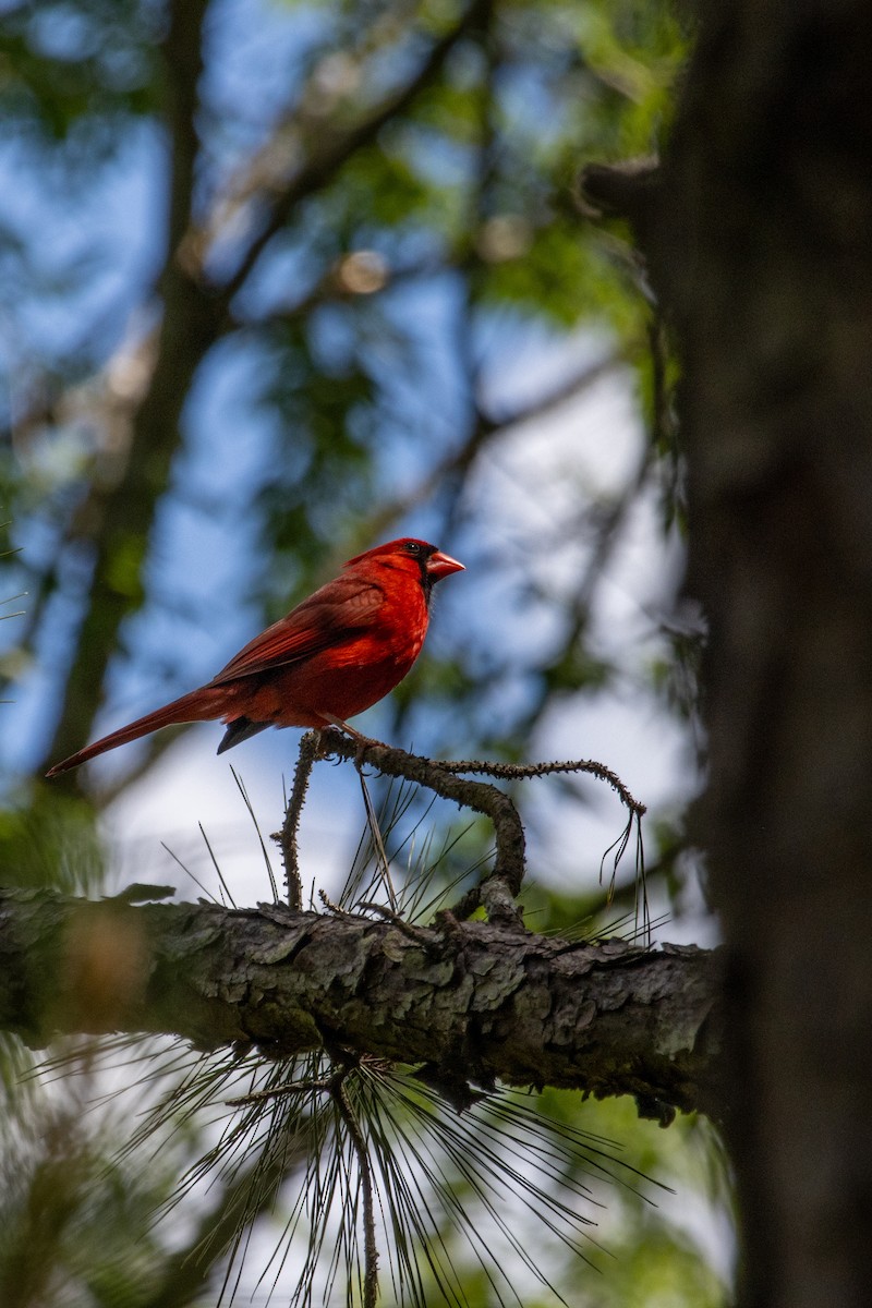 Cardinal rouge - ML618834672