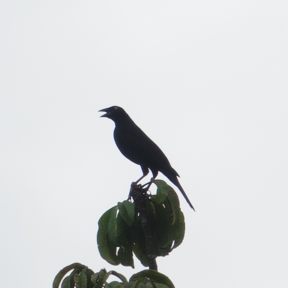 Giant Cowbird - Gonzalo Trujillo Trujillo