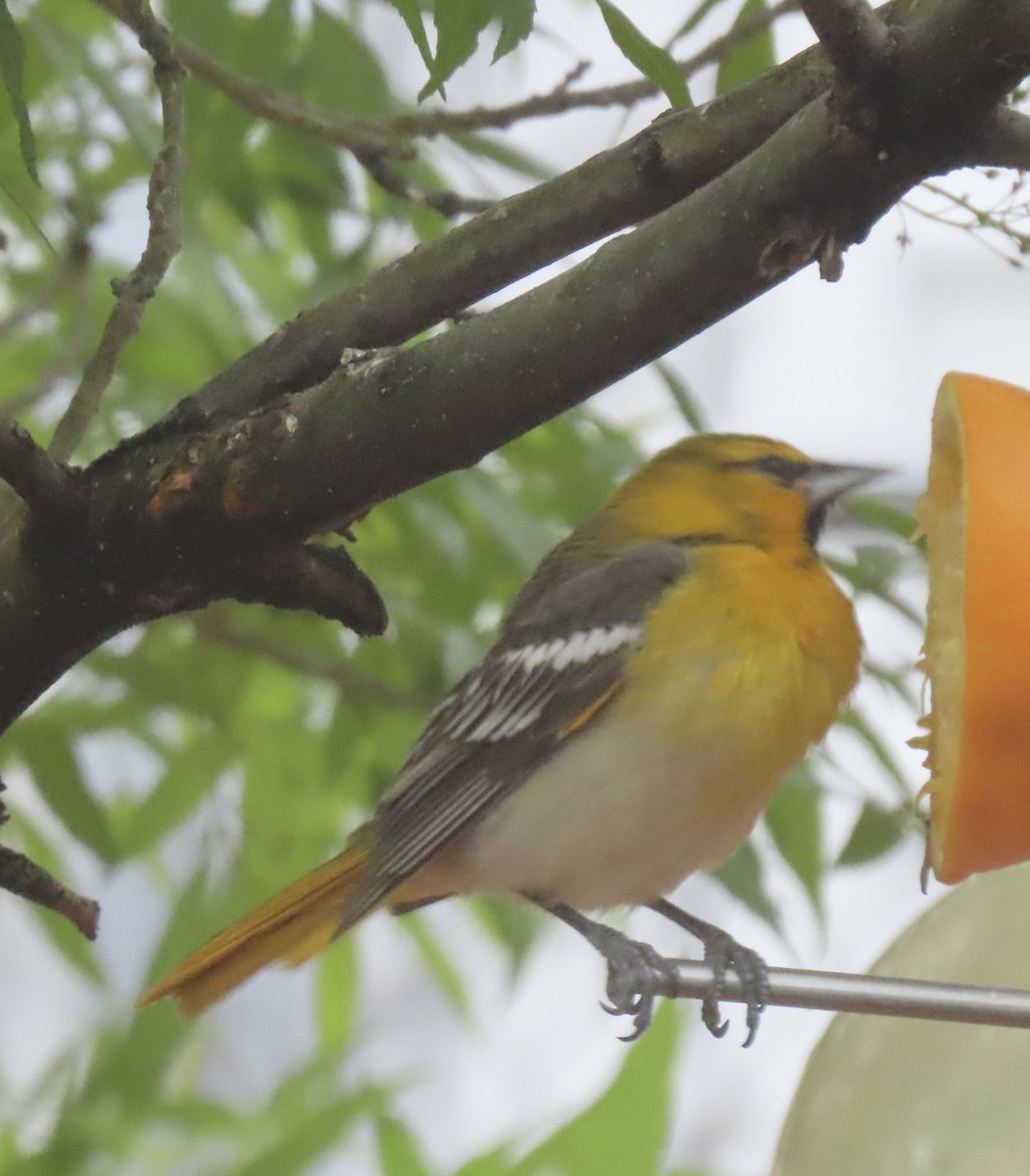 Bullock's Oriole - Charlotte (Charlie) Sartor