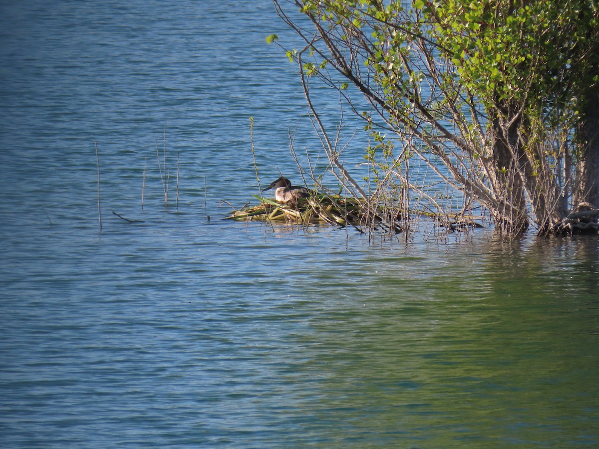 Great Crested Grebe - ML618834680