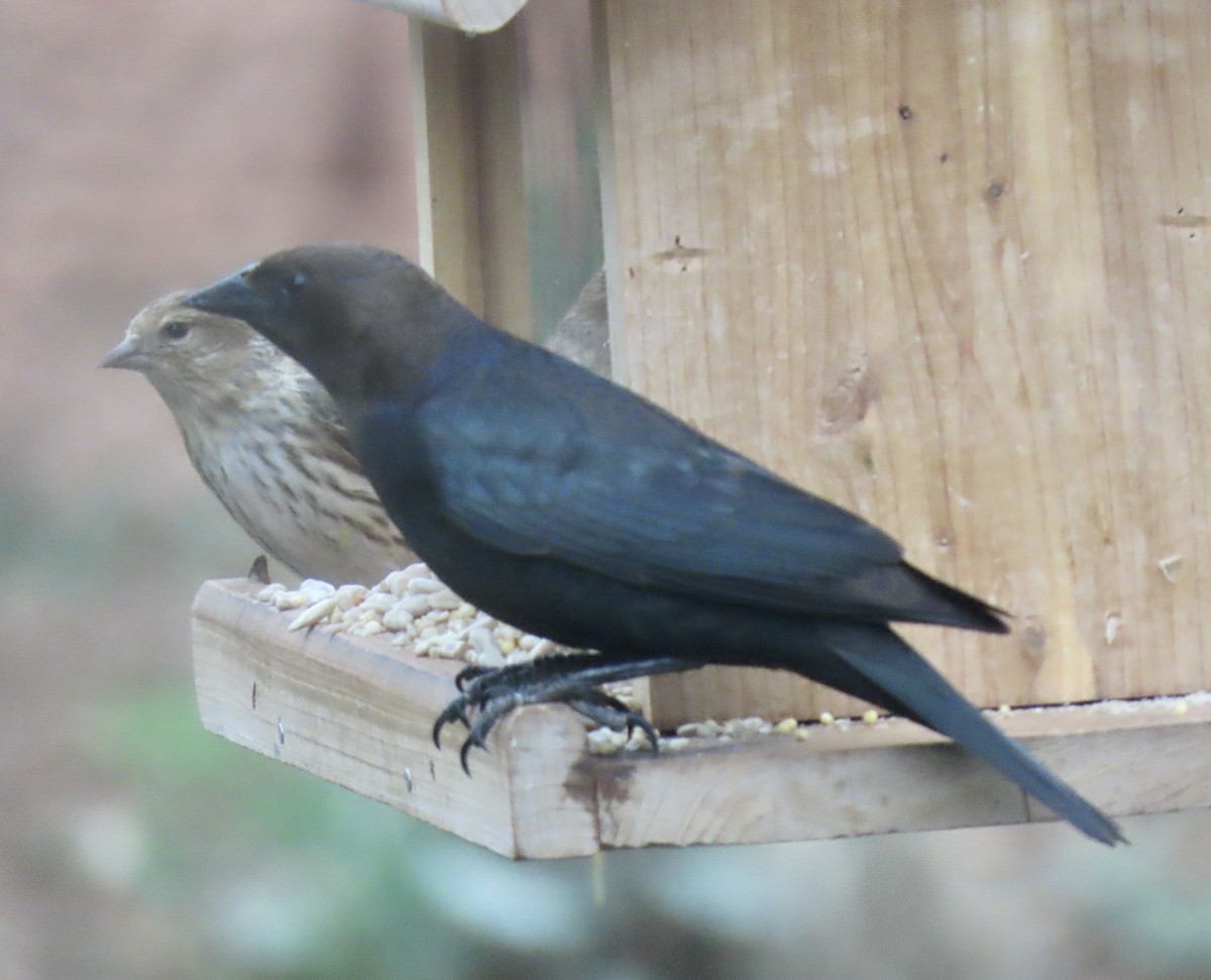 Brown-headed Cowbird - Charlotte (Charlie) Sartor