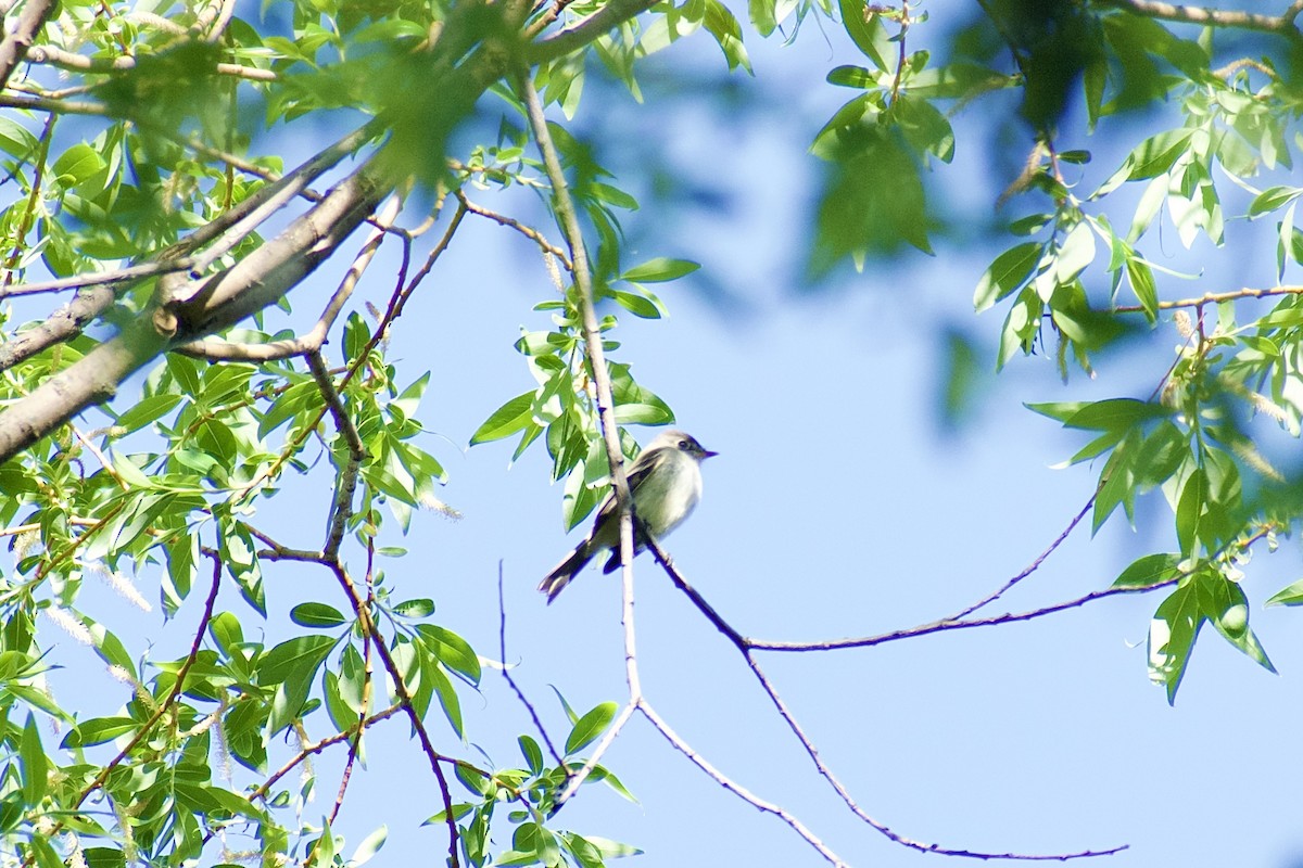 Least Flycatcher - Paul Nelson