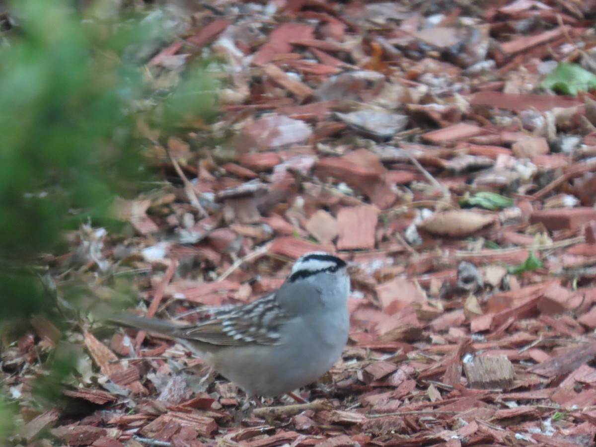 White-crowned Sparrow - Charlotte (Charlie) Sartor