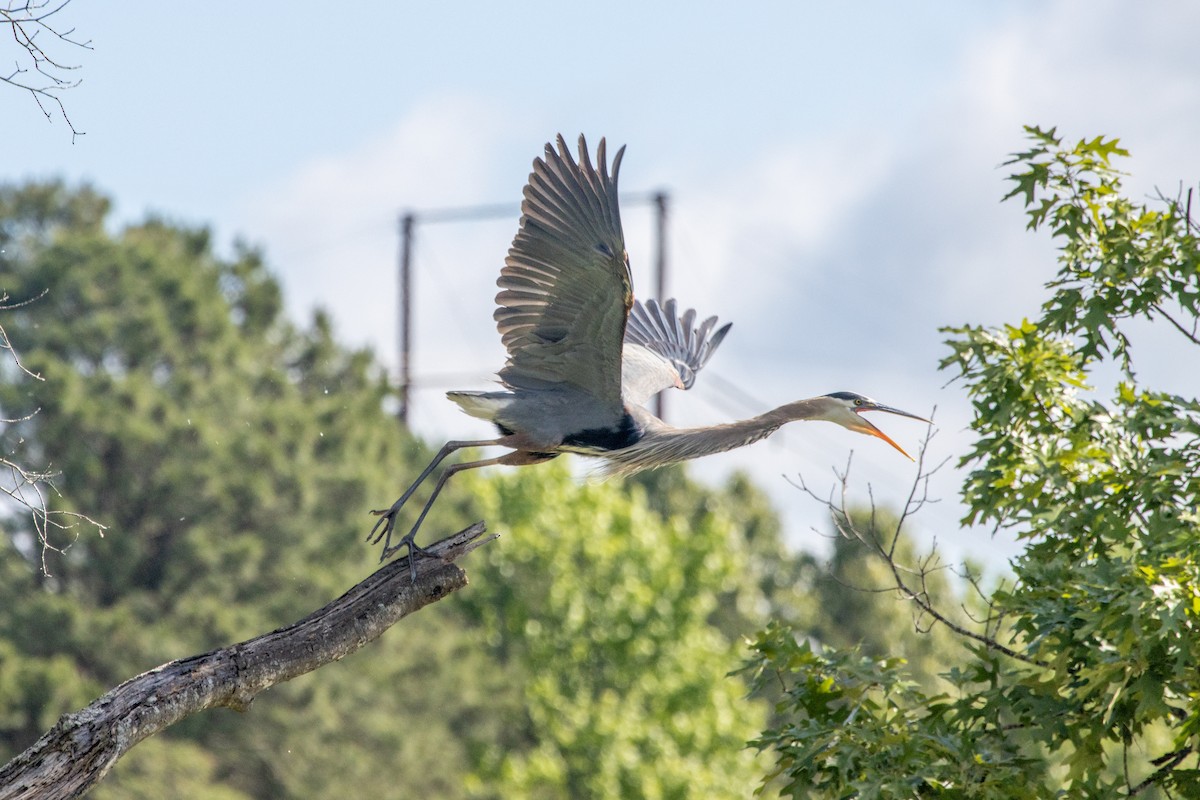 Great Blue Heron - ML618834700