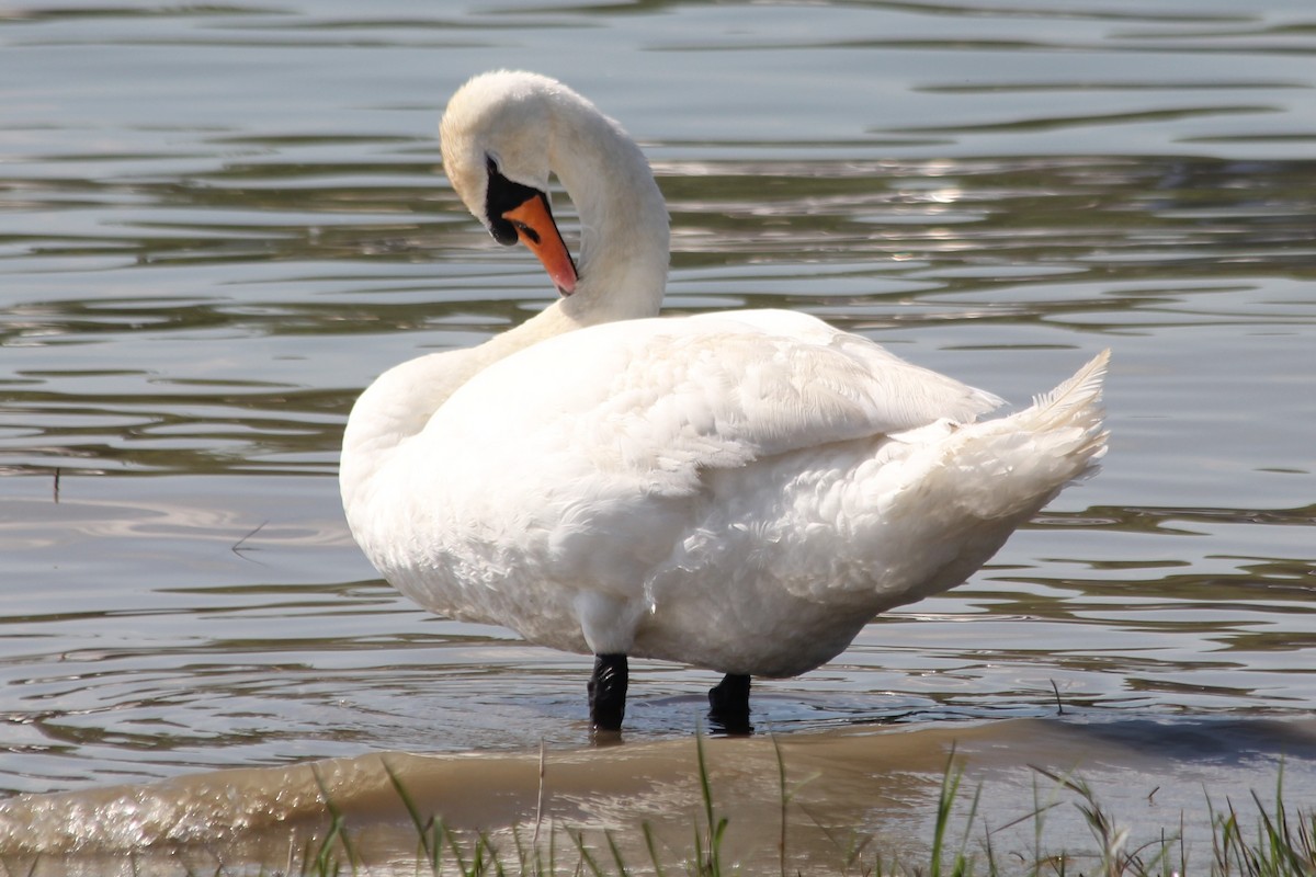 Mute Swan - Vladislav Kurakhtenkov