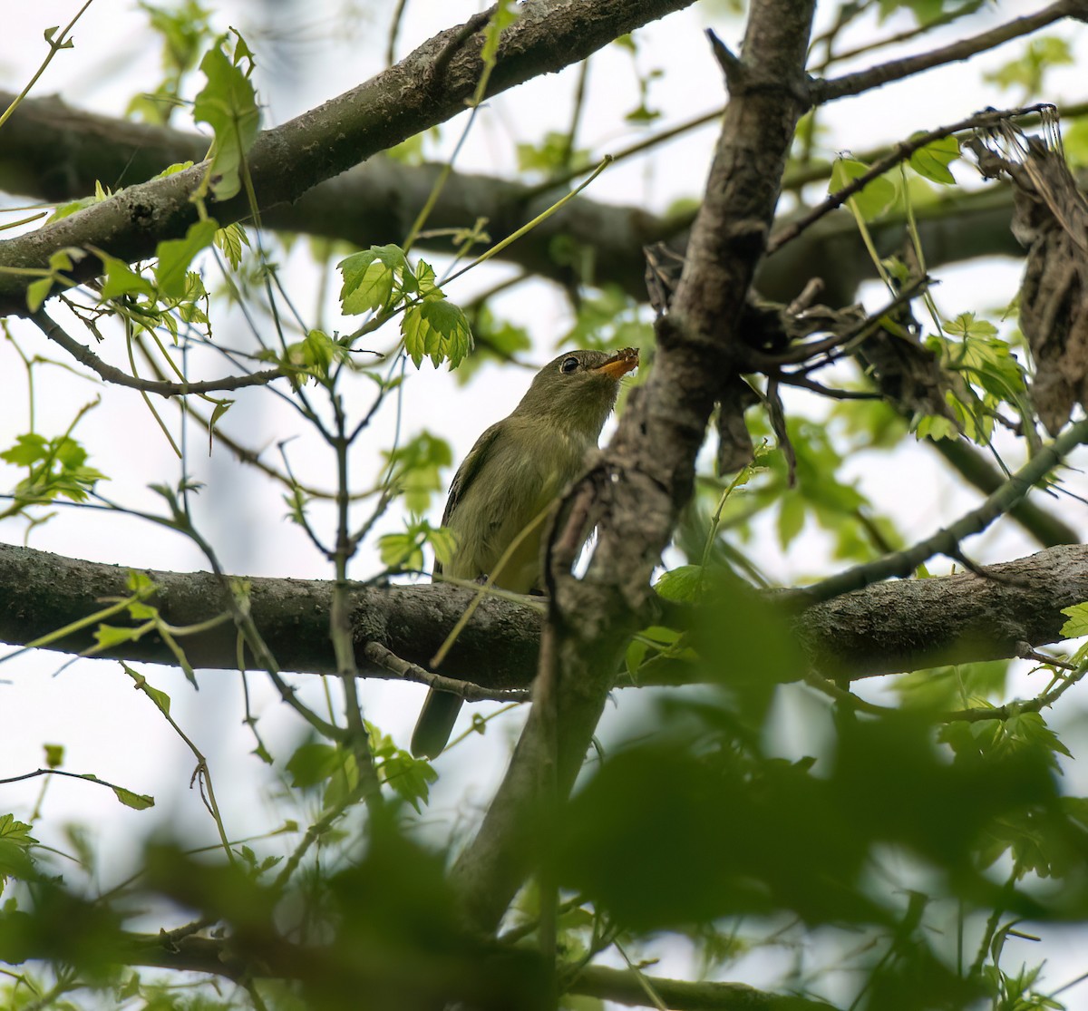 Yellow-bellied Flycatcher - Charlie Plimpton