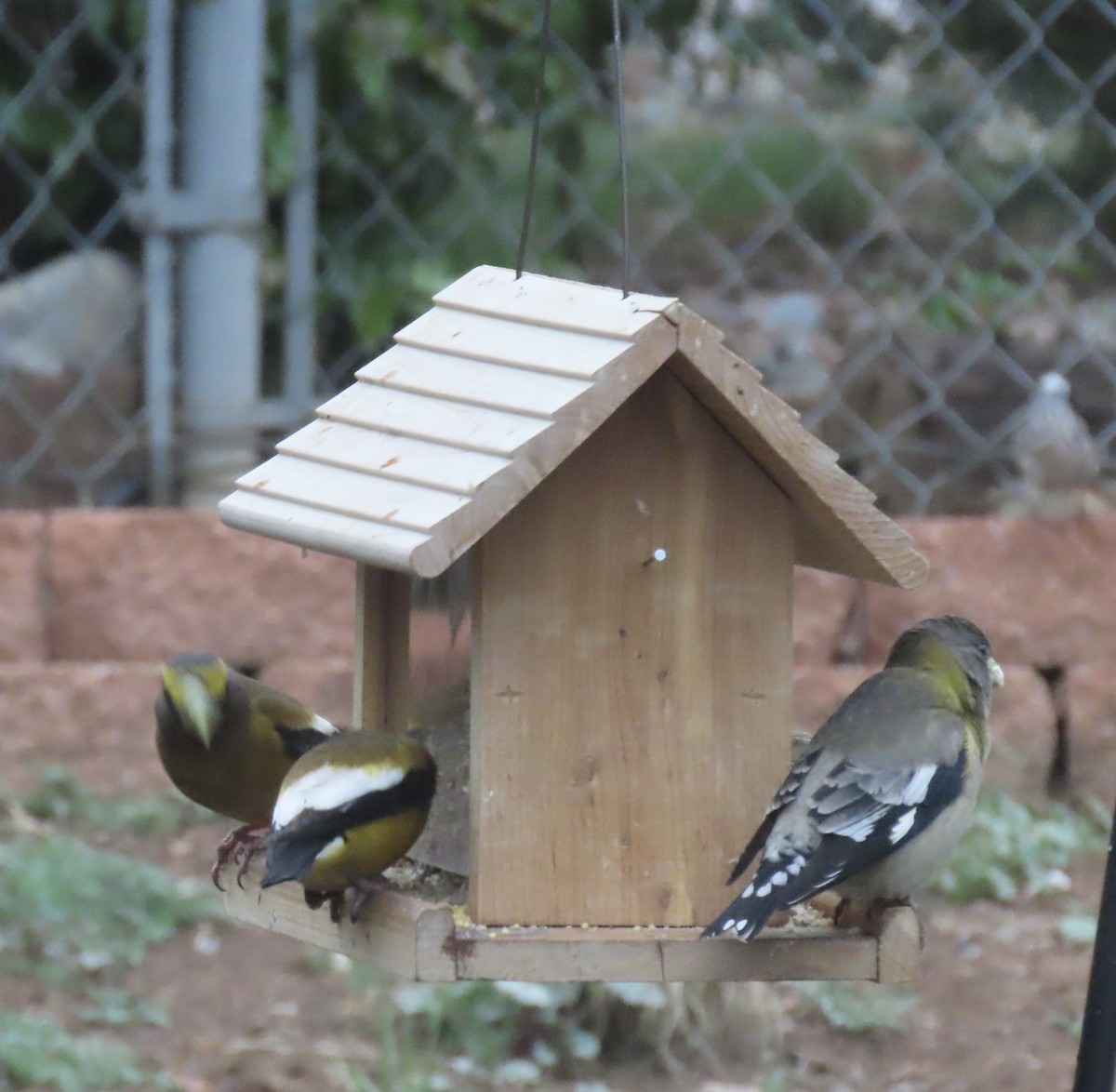 Evening Grosbeak - Charlotte (Charlie) Sartor