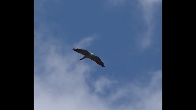 Mississippi Kite - ML618834721