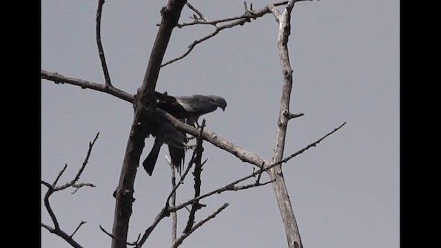 Mississippi Kite - ML618834722