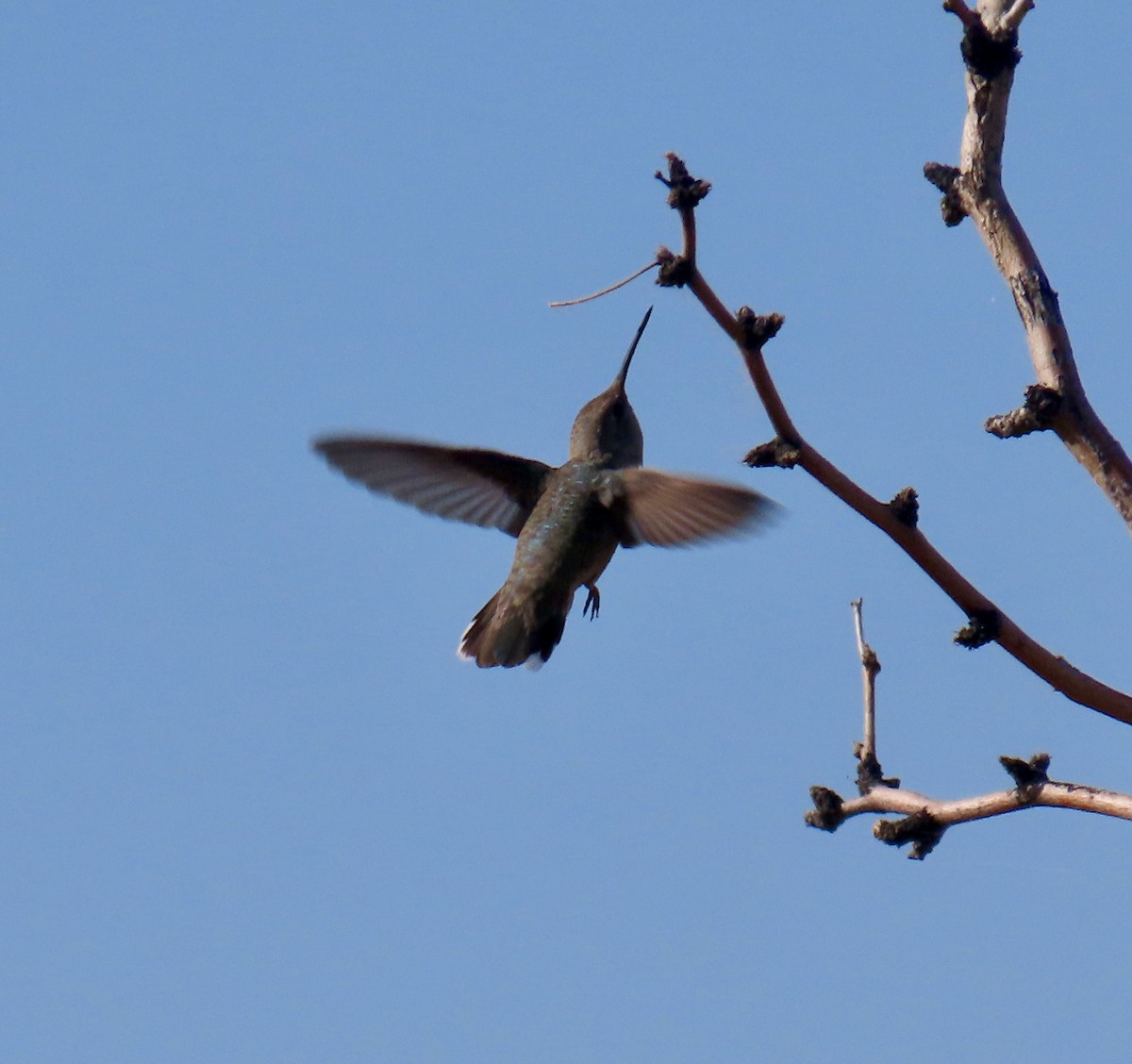 Anna's Hummingbird - Don Witter