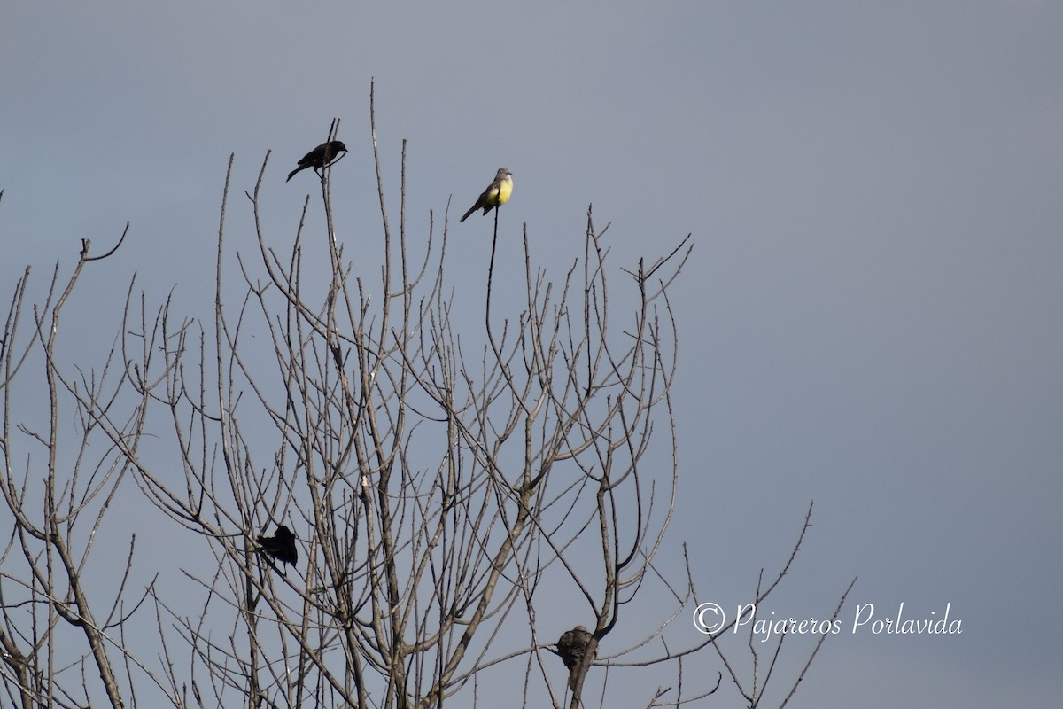 Tropical Kingbird - Melissa Sierra