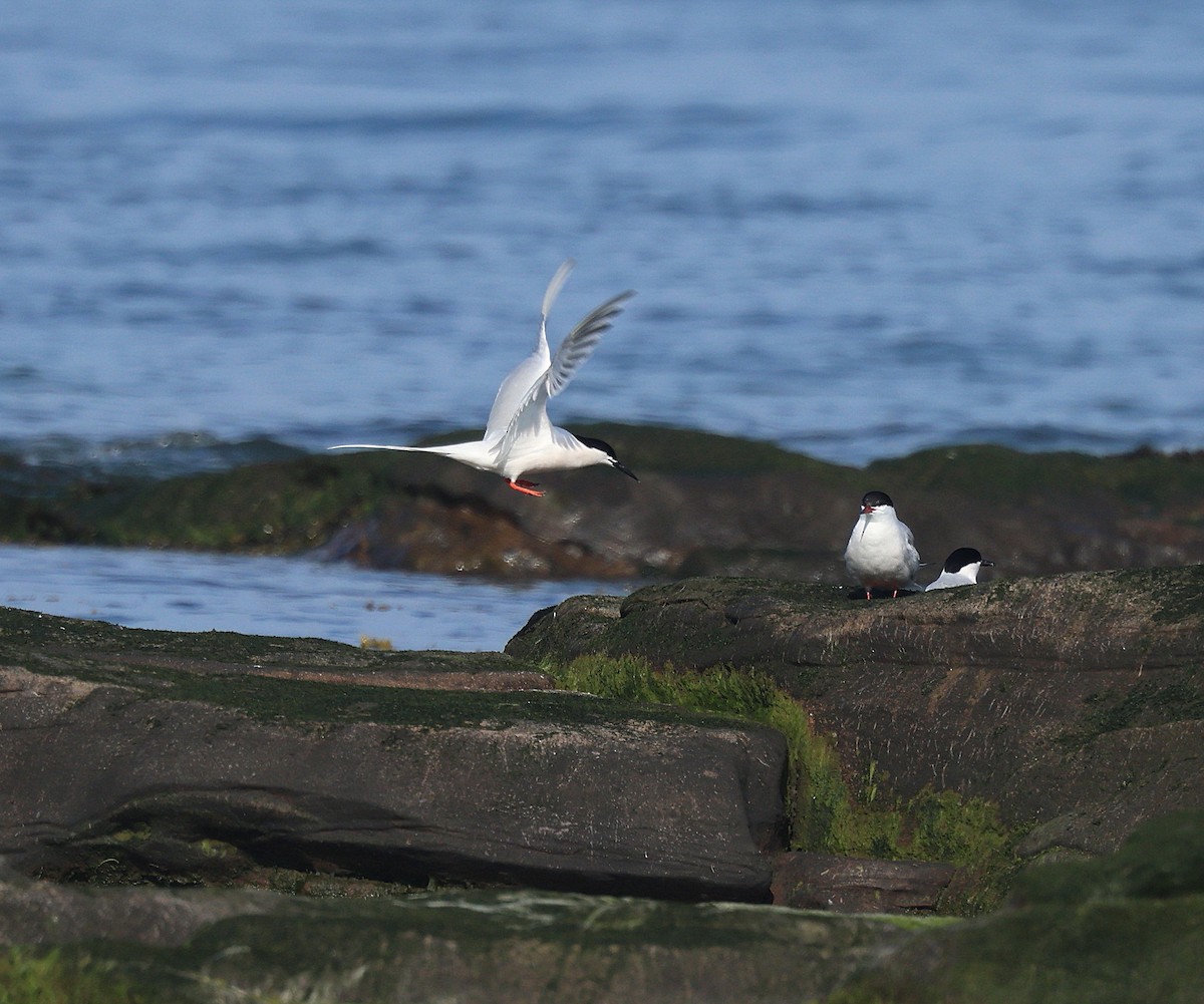 Roseate Tern - Neil Osborne