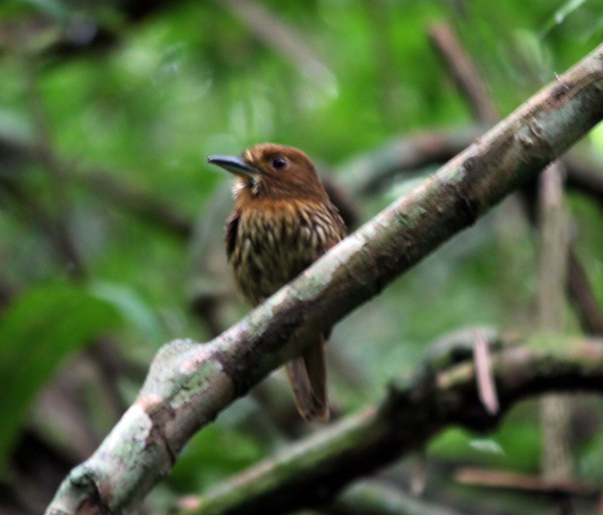 White-whiskered Puffbird - wr fortner