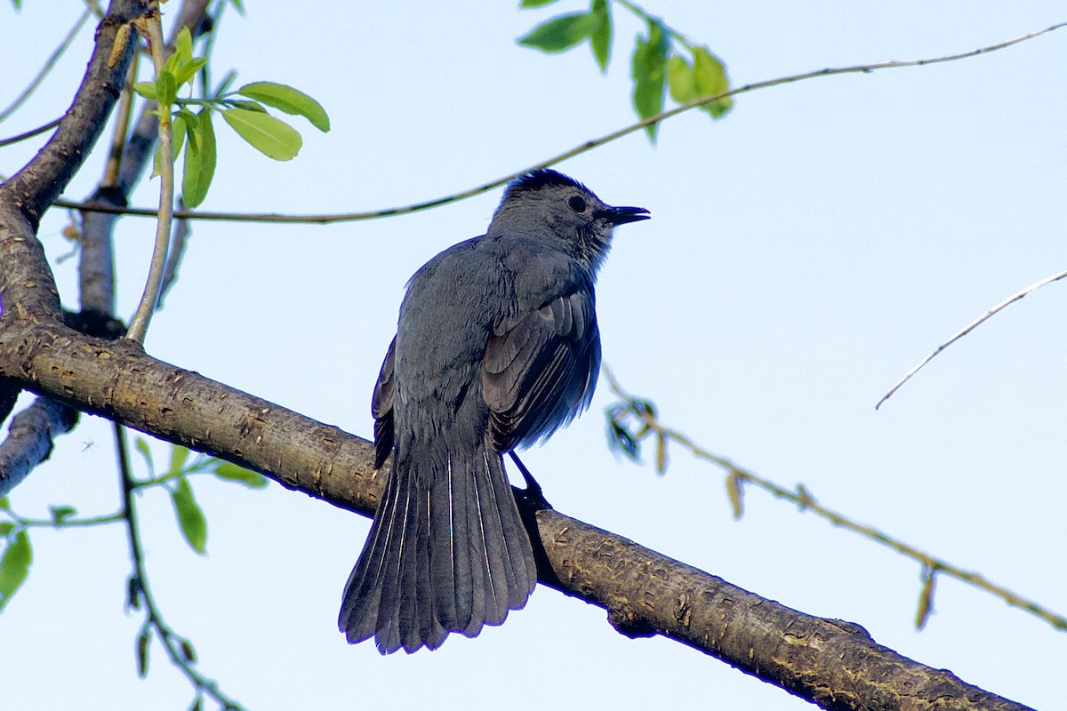 Gray Catbird - Paul Nelson