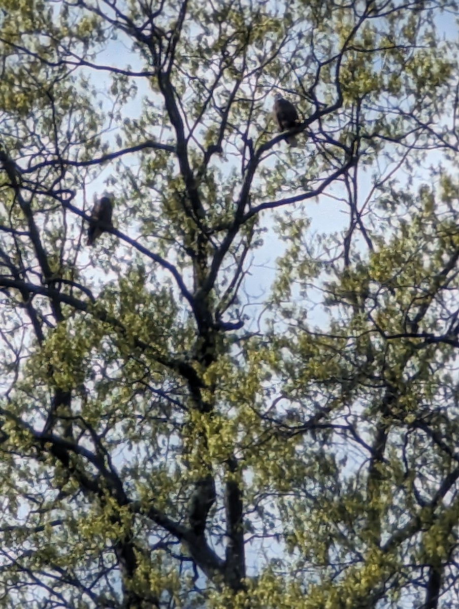 Bald Eagle - Tim Dexter