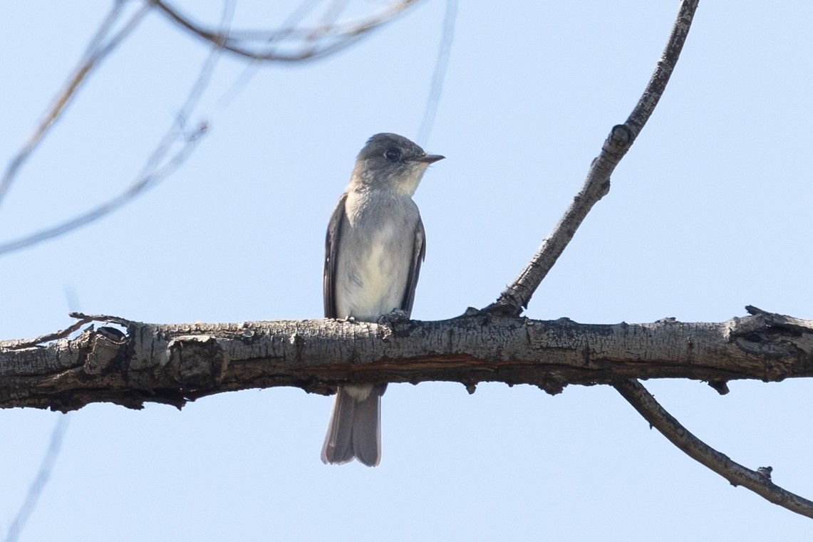 Western Wood-Pewee - Kathryn McGiffen