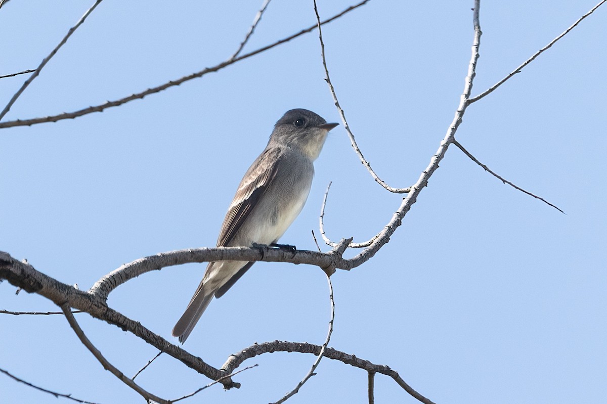 Western Wood-Pewee - Kathryn McGiffen