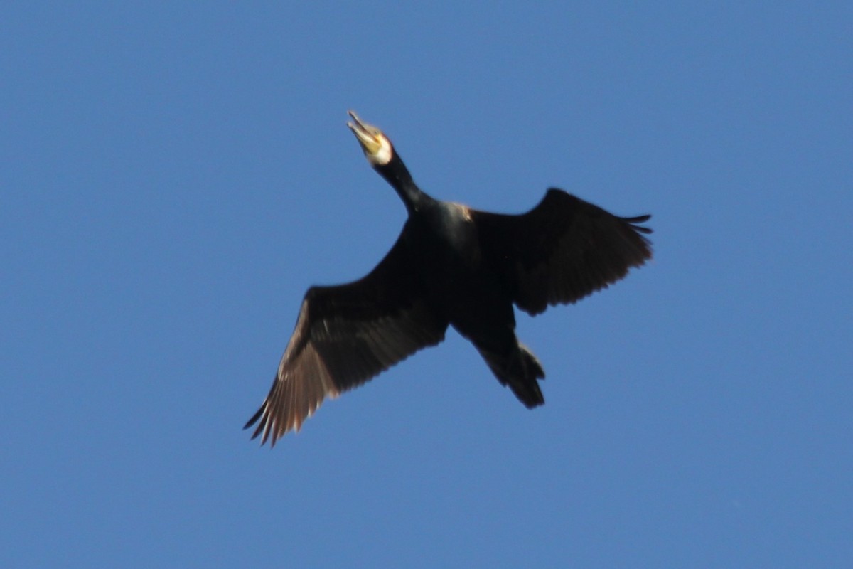 Great Cormorant - Vladislav Kurakhtenkov