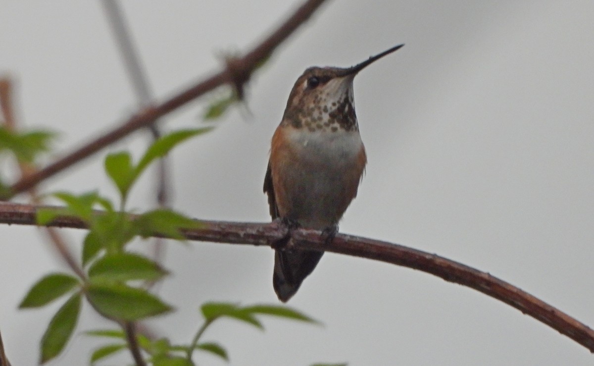 Rufous Hummingbird - ML618834769