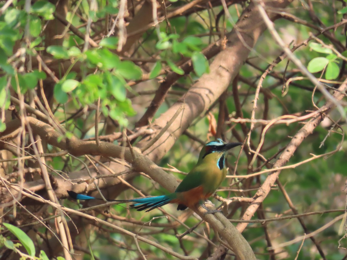 Turquoise-browed Motmot - ML618834770