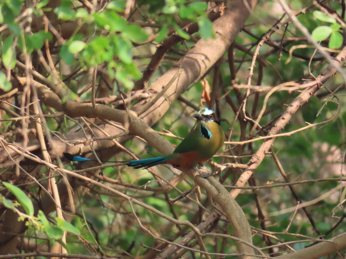 Motmot à sourcils bleus - ML618834774