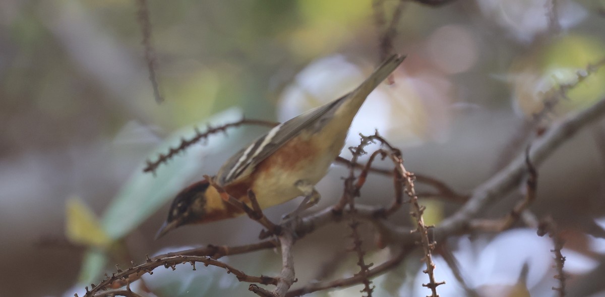 Bay-breasted Warbler - Gregory Hamlin