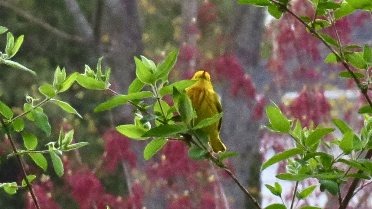 Yellow Warbler - Ian Lynch