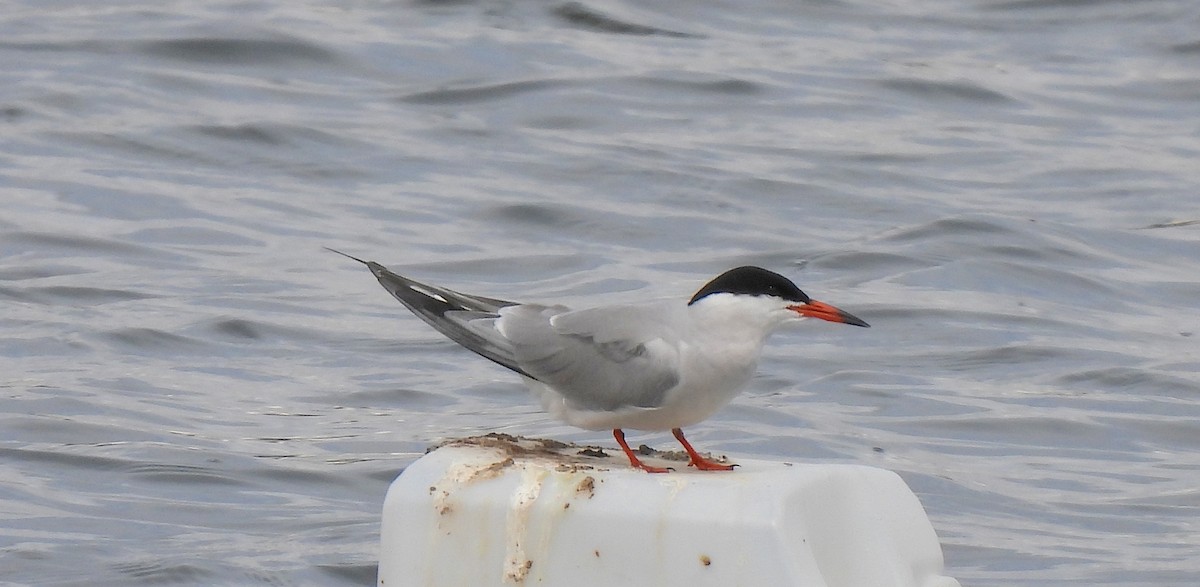 Common Tern - Dianne Croteau- Richard Brault