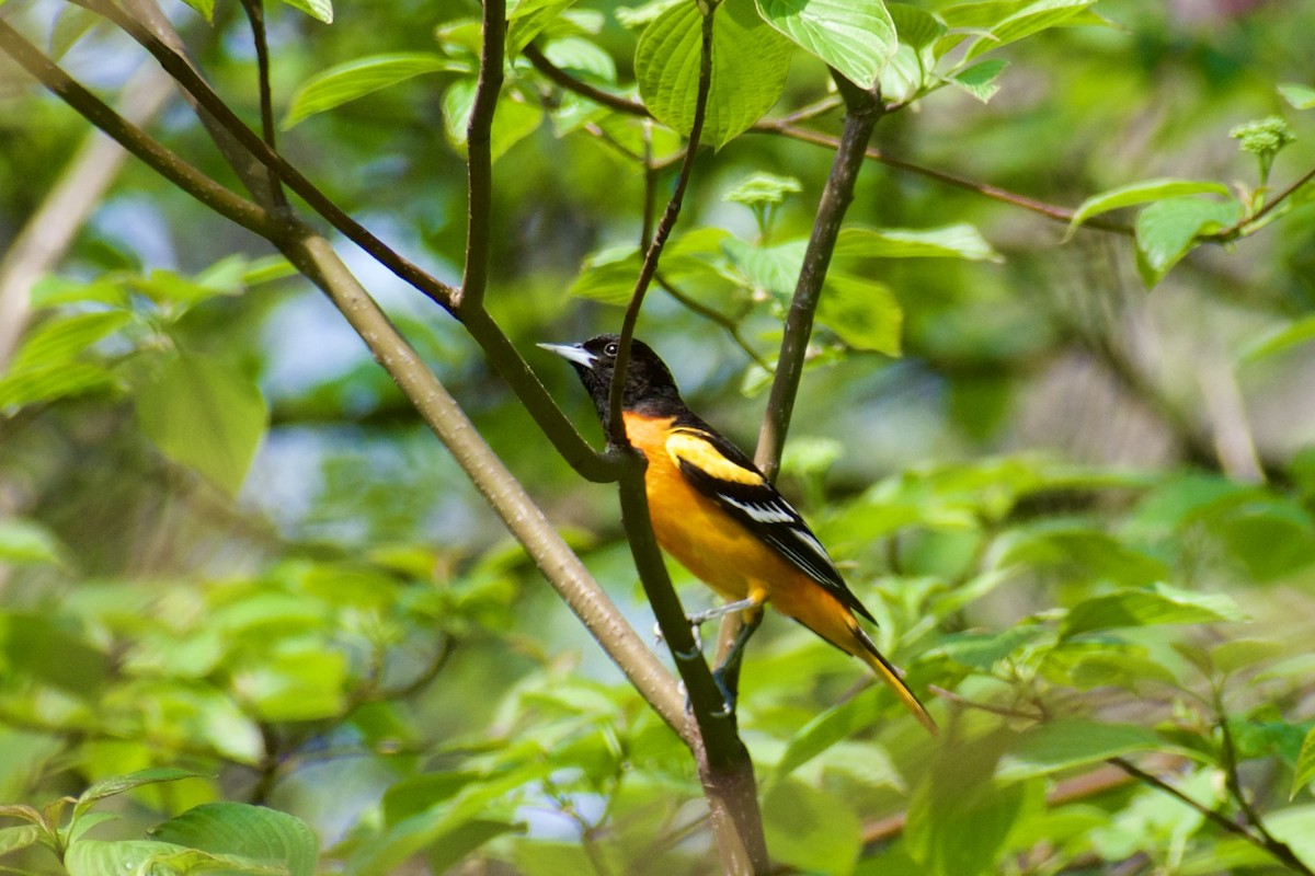 Baltimore Oriole - Paul Nelson