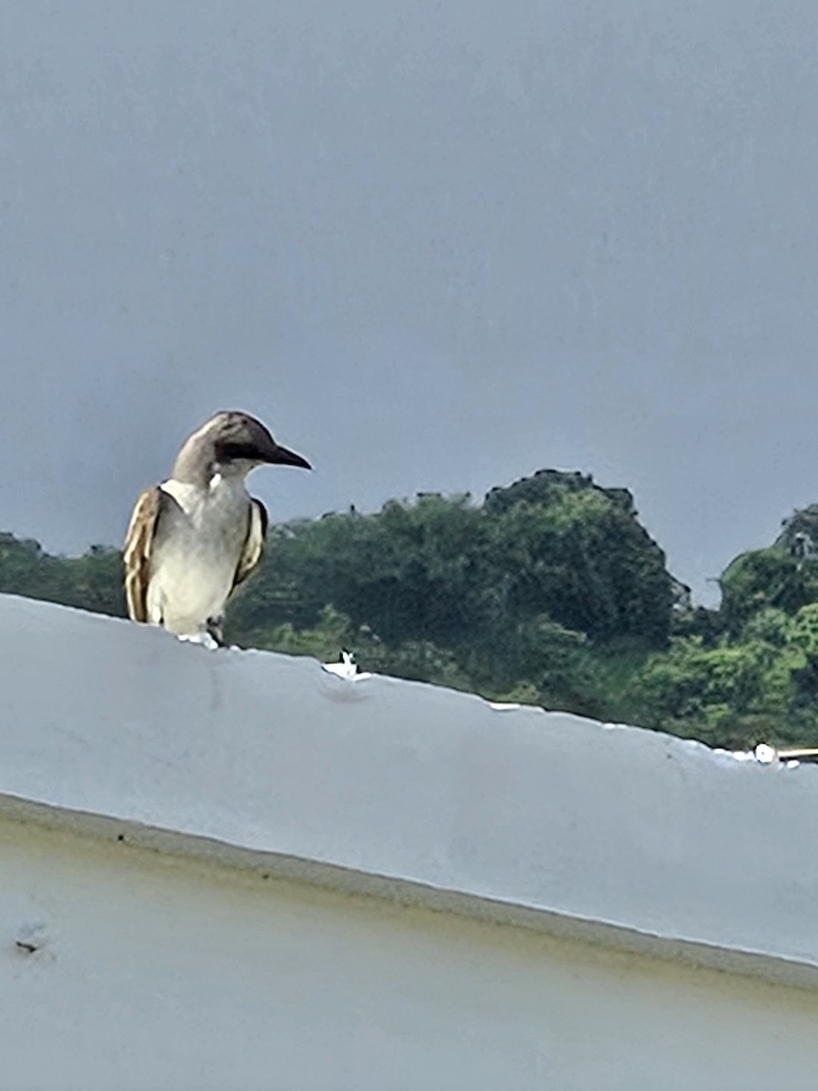 Gray Kingbird - ML618834794