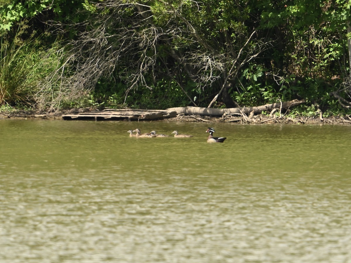 Wood Duck - ML618834795