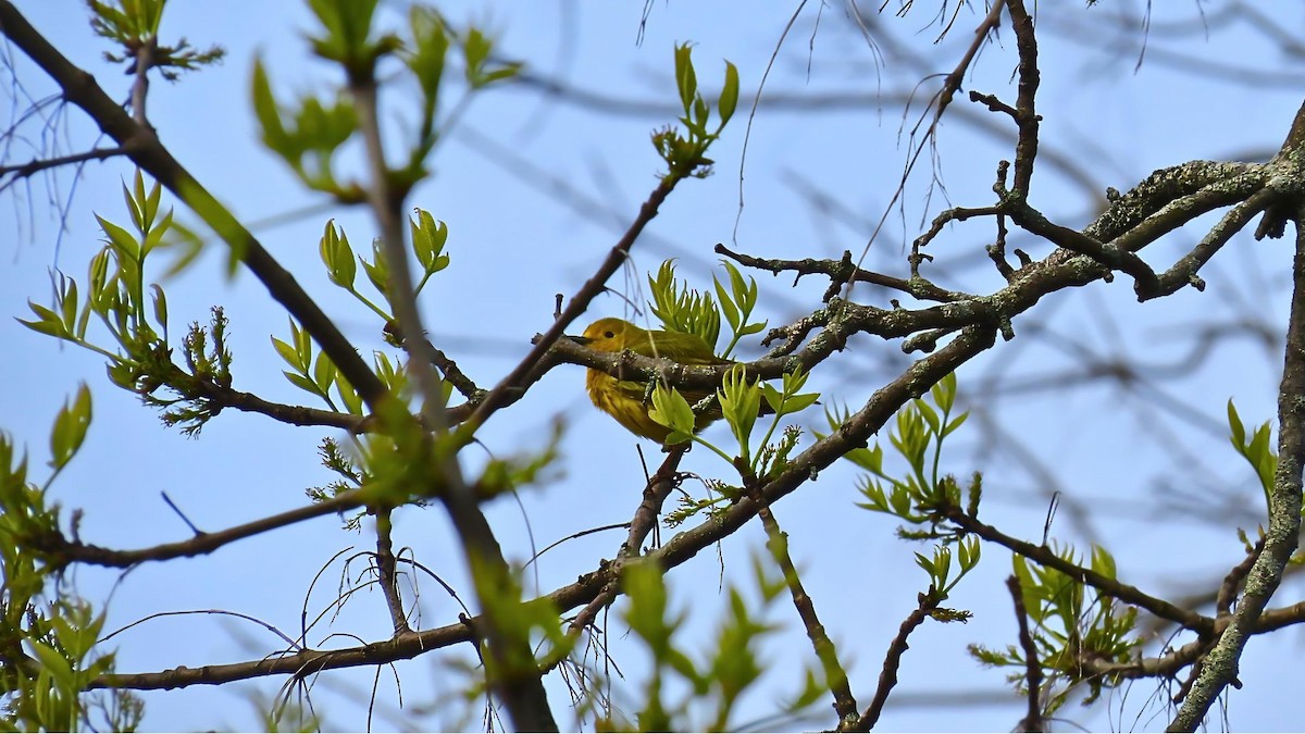 Yellow Warbler - Ian Lynch