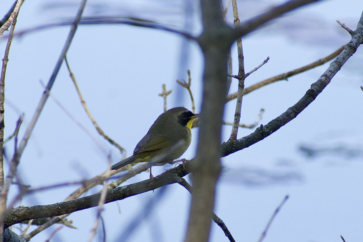 Common Yellowthroat - Paul Nelson