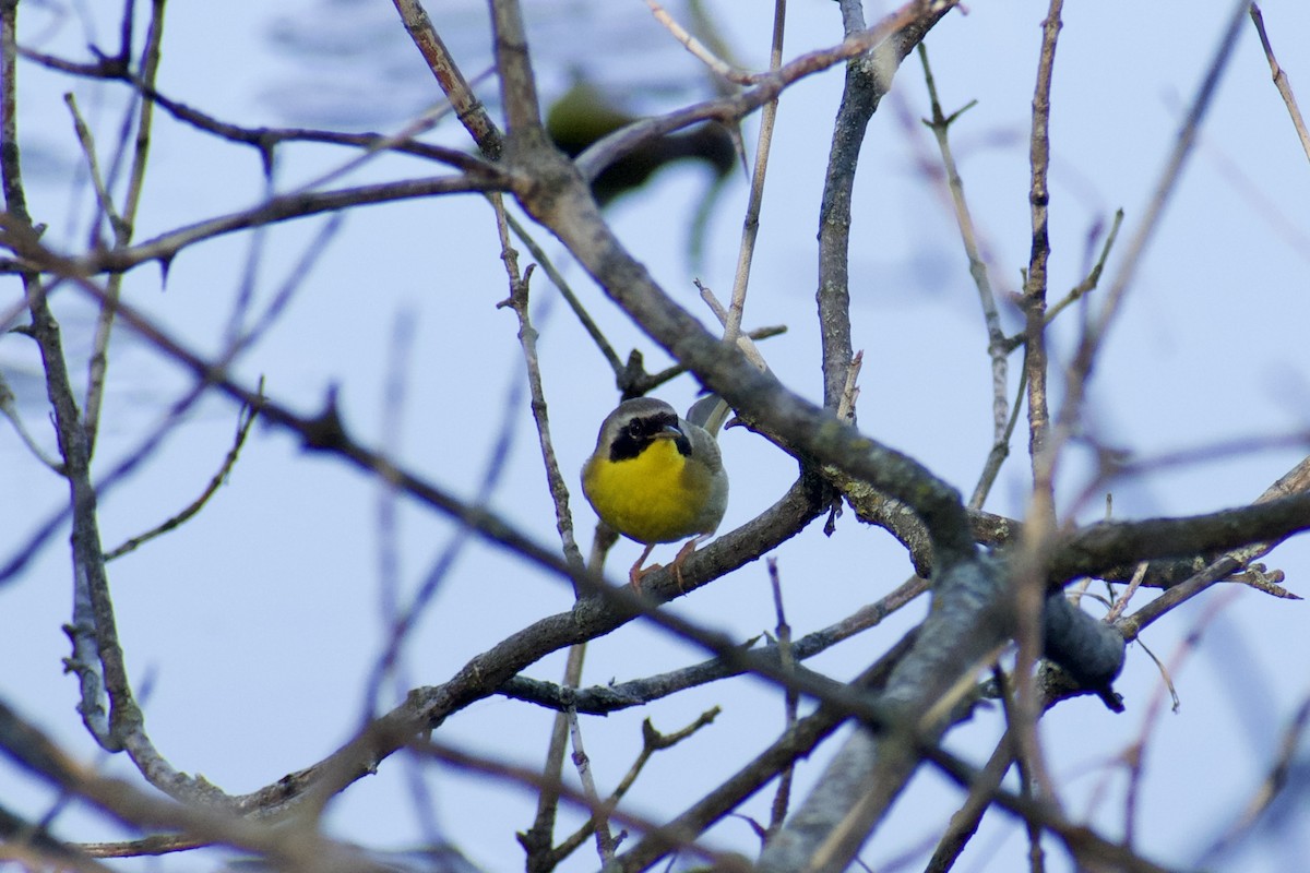 Common Yellowthroat - Paul Nelson