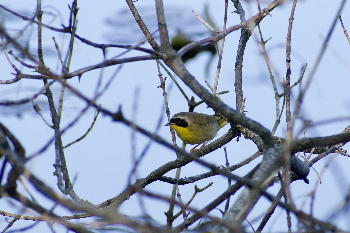 Common Yellowthroat - Paul Nelson