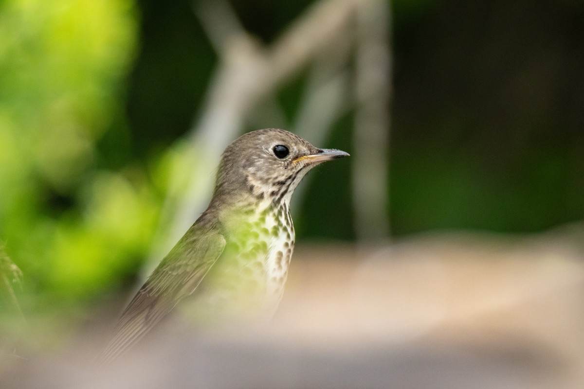 Gray-cheeked Thrush - Jason Page