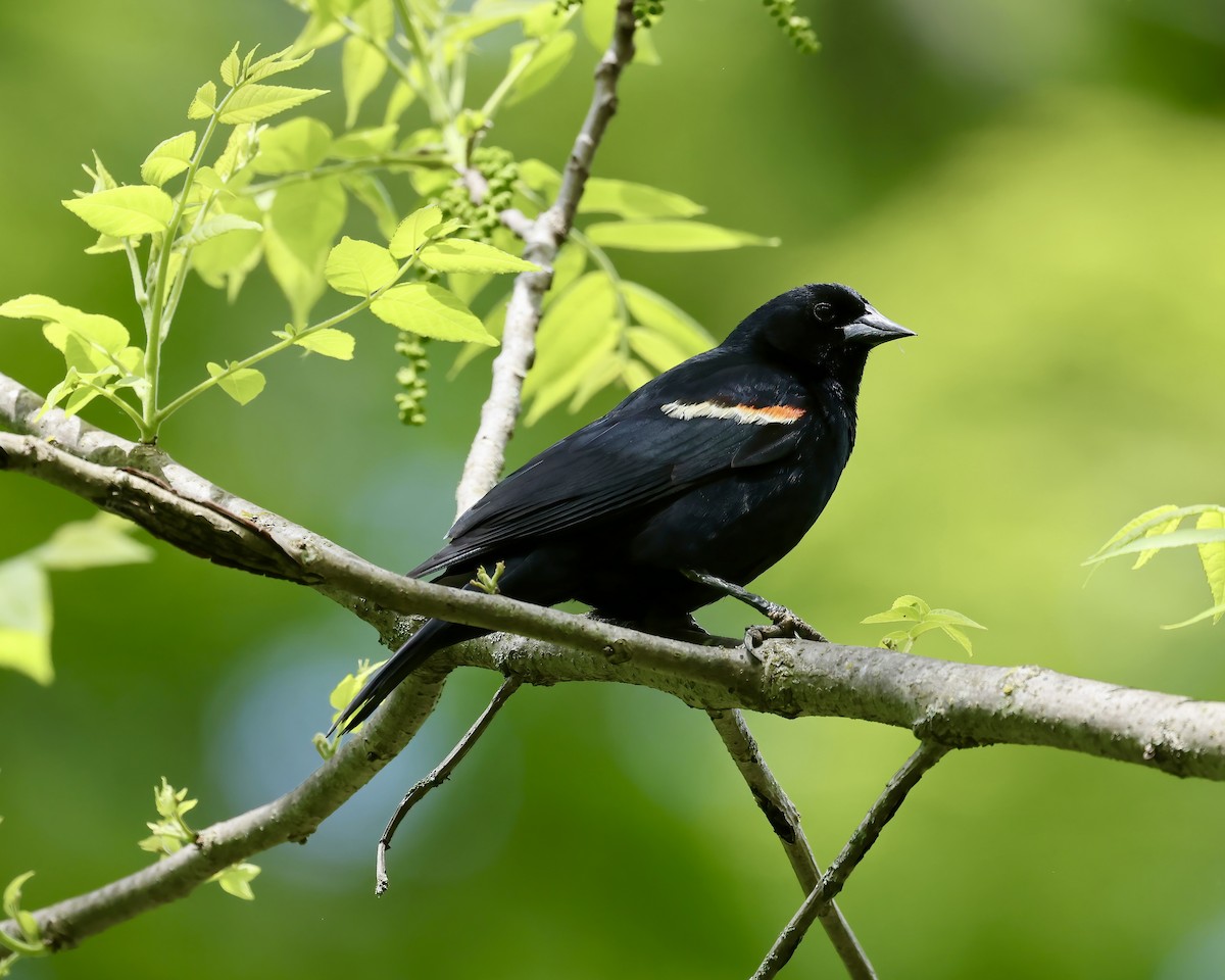Red-winged Blackbird - Debbie Kosater