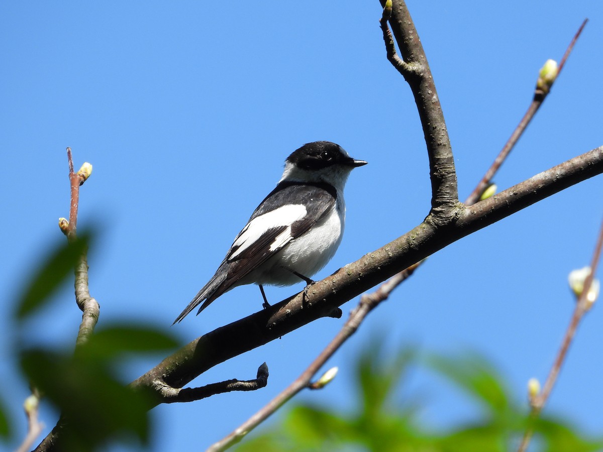 Collared Flycatcher - Josip Turkalj