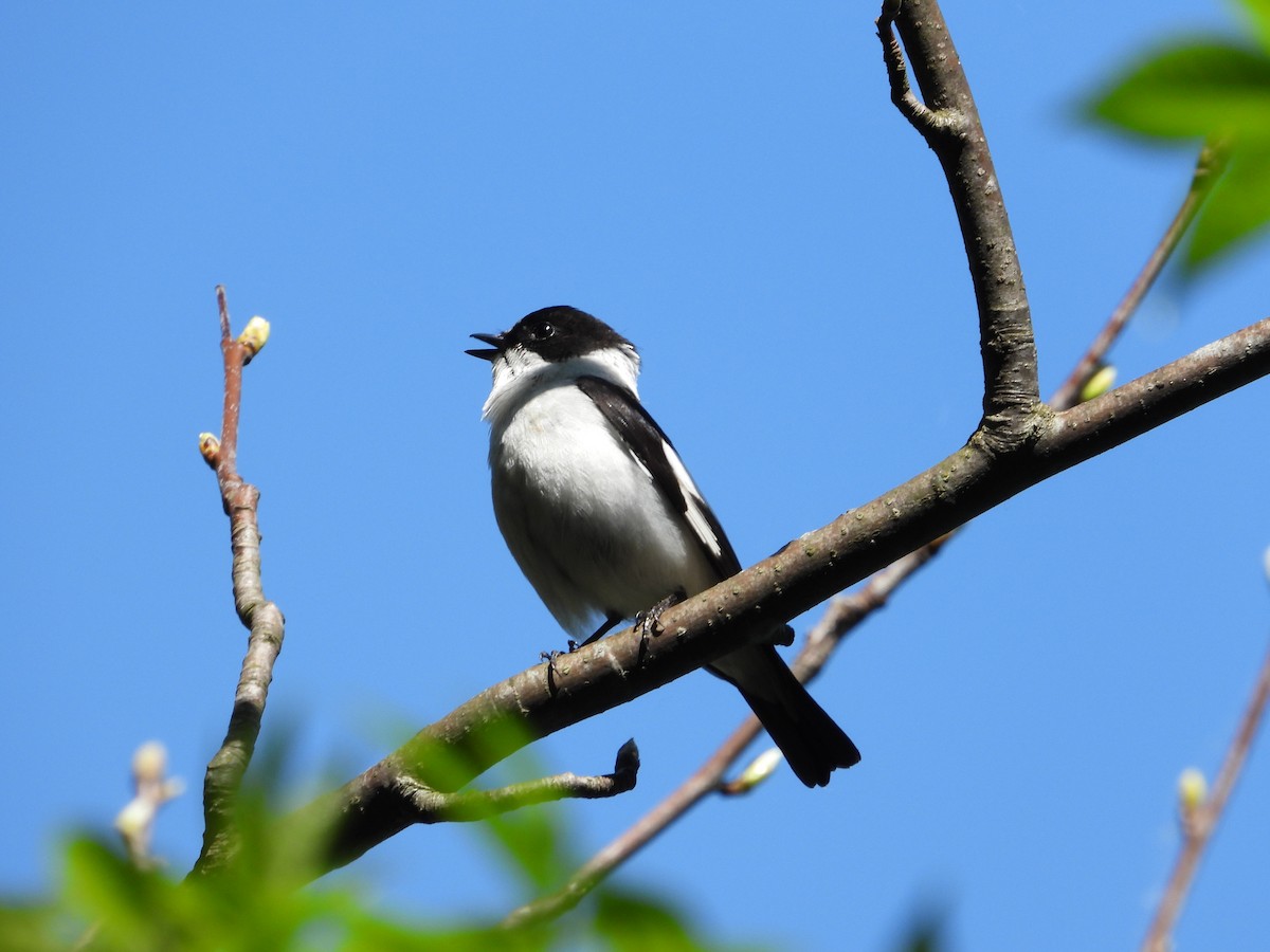 Collared Flycatcher - Josip Turkalj