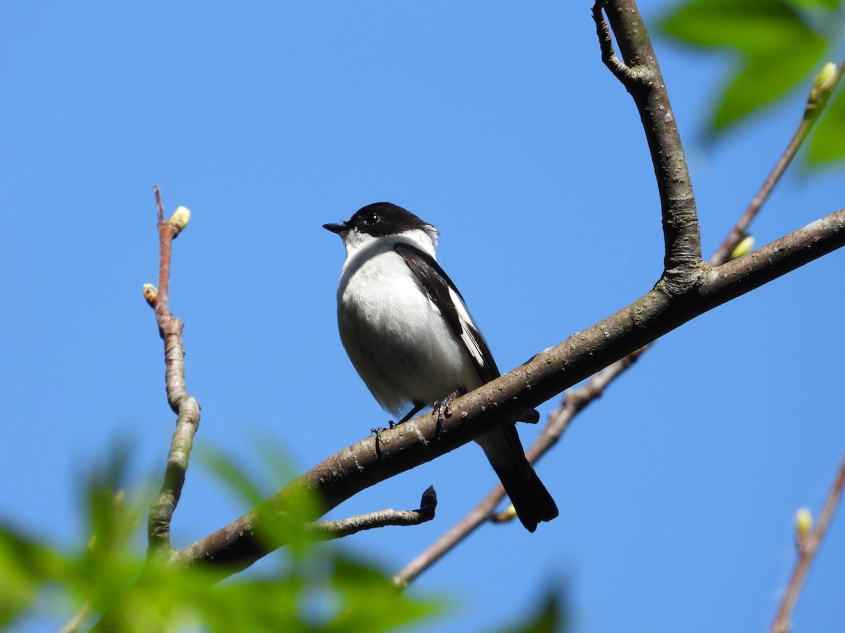 Collared Flycatcher - Josip Turkalj