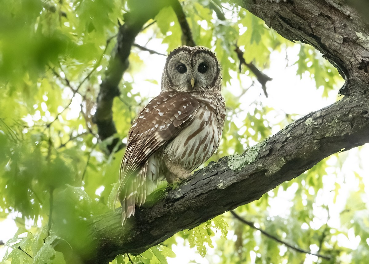 Barred Owl - Wendy Crowe