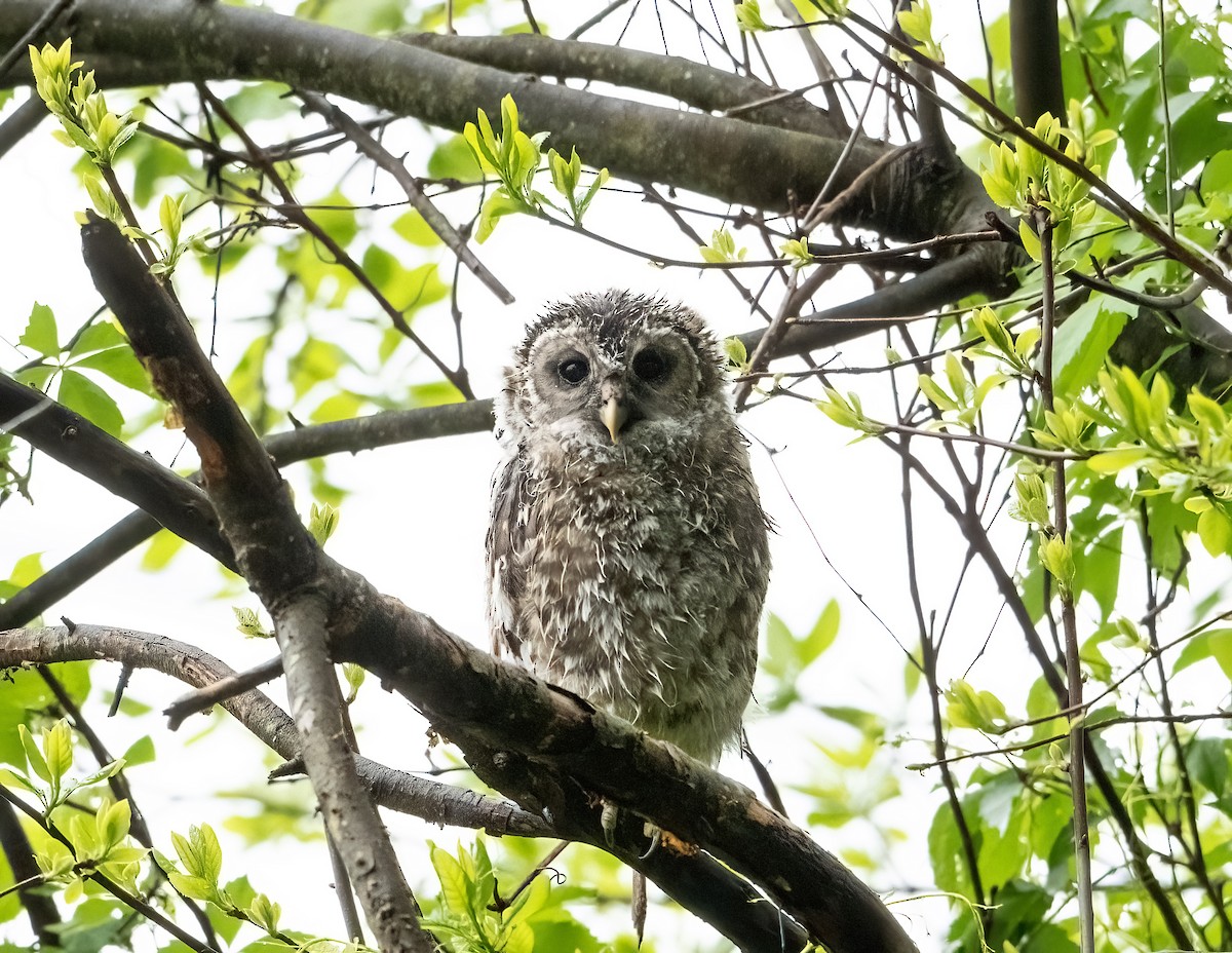 Barred Owl - Wendy Crowe