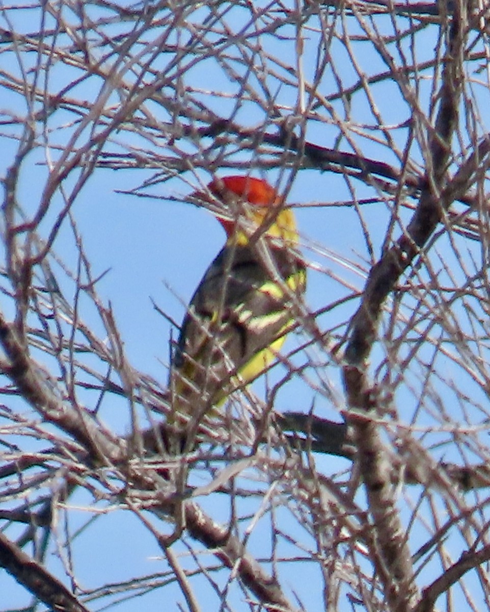 Western Tanager - Don Witter