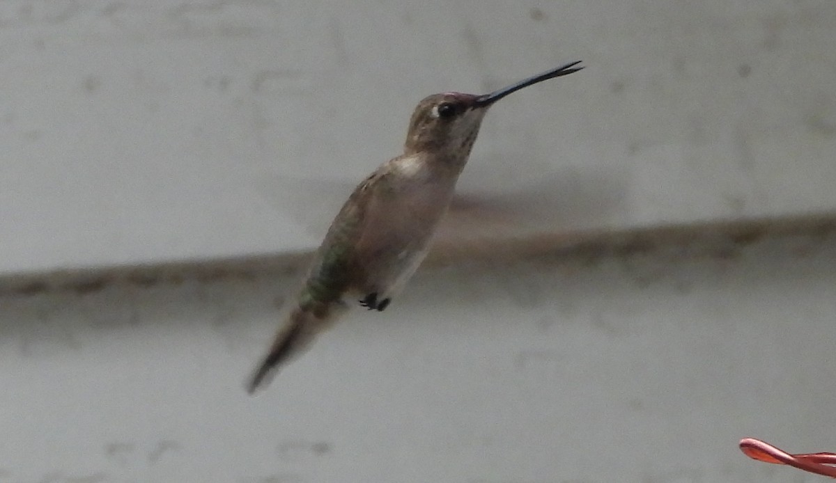 Black-chinned Hummingbird - Annette Daughdrill