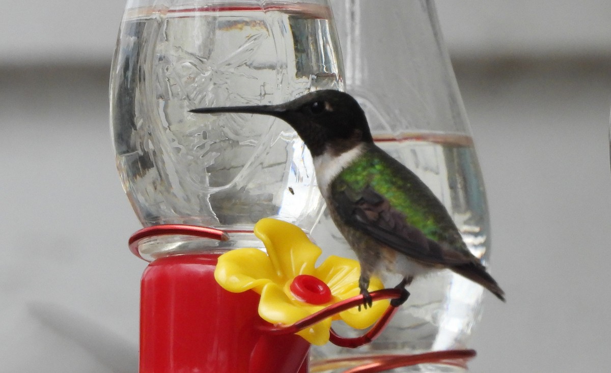 Ruby-throated Hummingbird - ML618834863