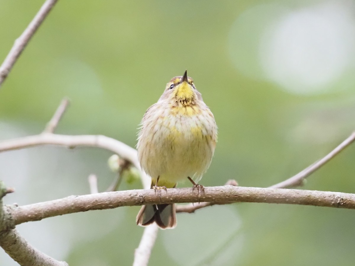 Palm Warbler - Jennifer Reck