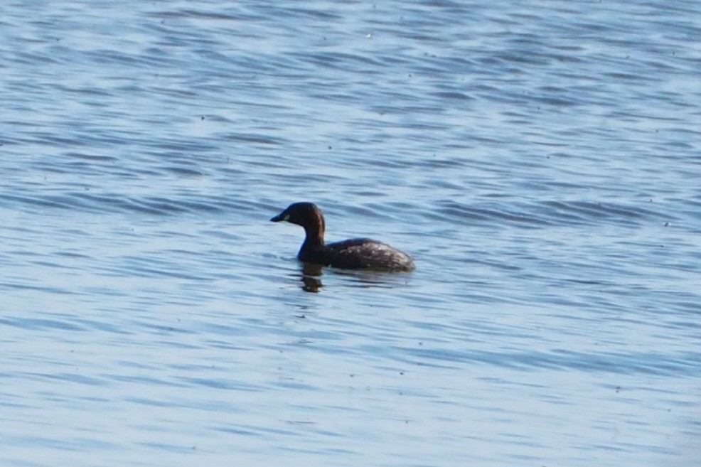 Little Grebe - Wytske De Groot