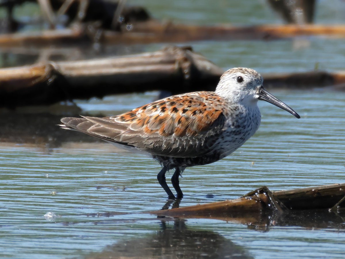 Dunlin - Charlie Arp