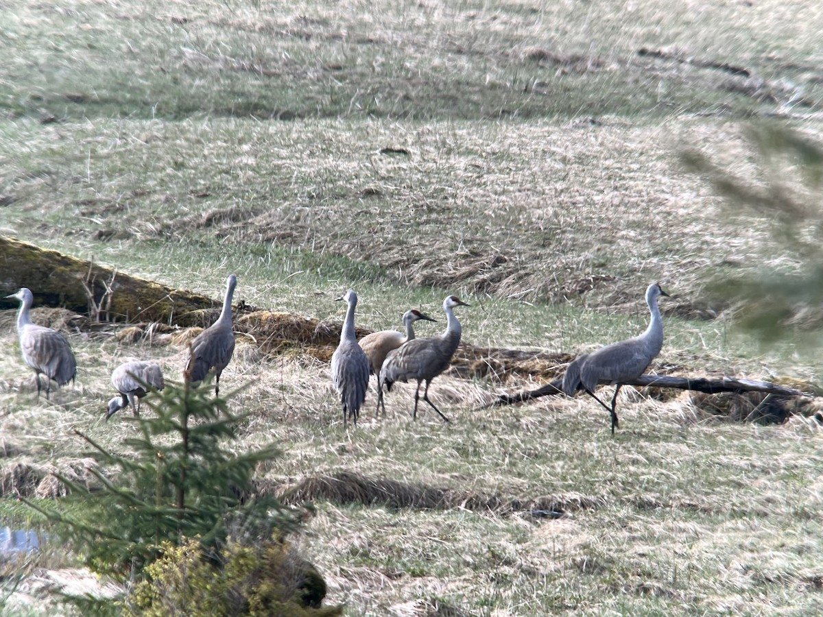 Sandhill Crane - Judith Hayden